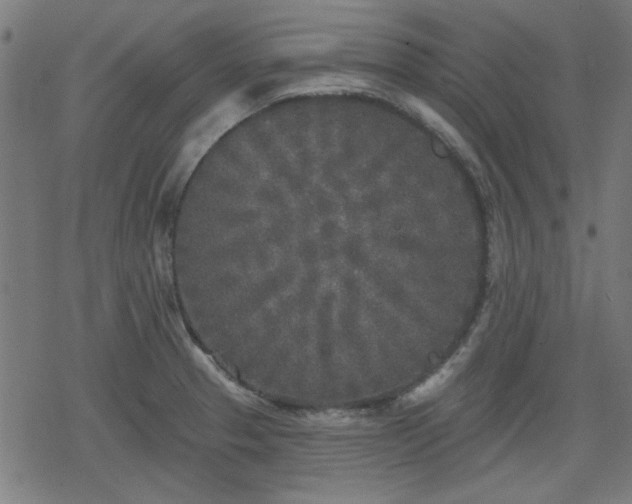 X0000078311329200611101218