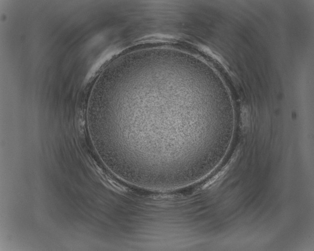 X0000078311355200611101217