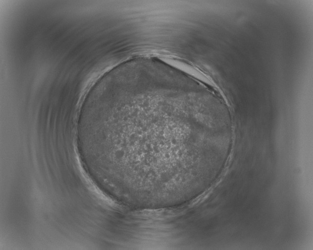 X0000078310049200611172225