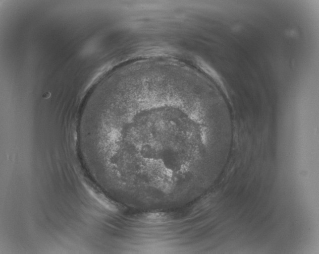 X0000078310059200611172225