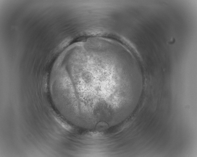 X0000078310065200611172225