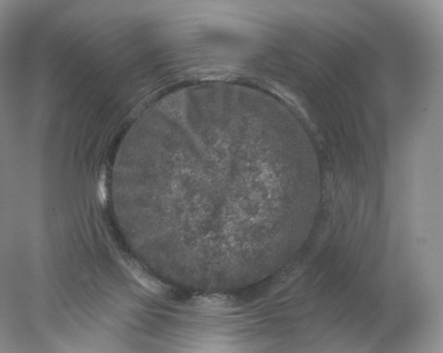 X0000078310069200611172225