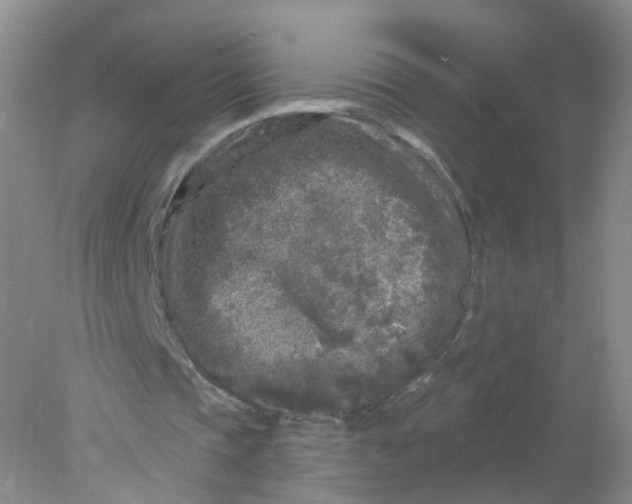 X0000078310337200611172220