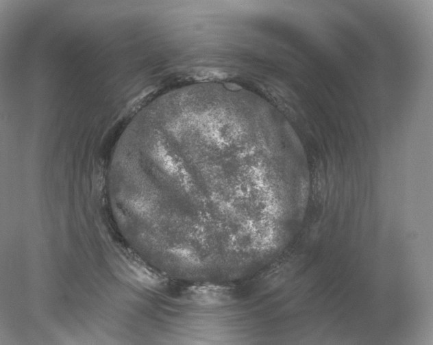 X0000078310367200611172221