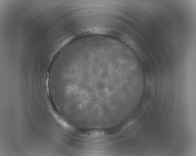 X0000078310398200611172220