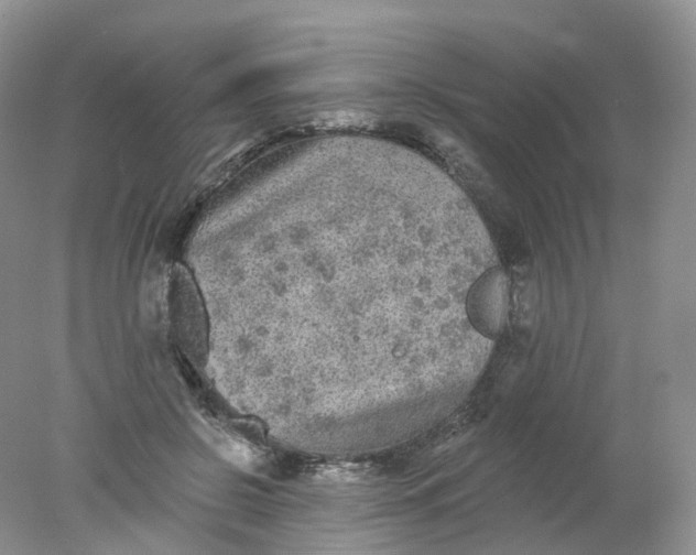 X0000078310550200611172217