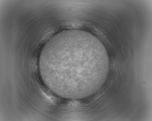 X0000078310599200611172217