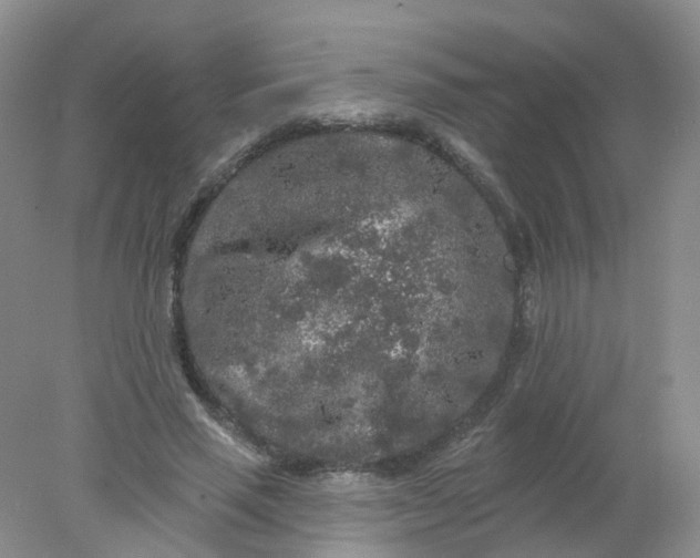 X0000078310637200611172216