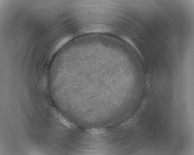 X0000078310874200611172212