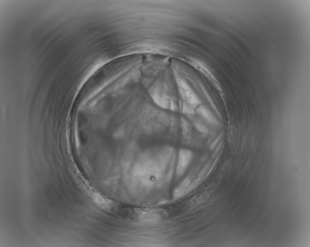 X0000078310899200611172212