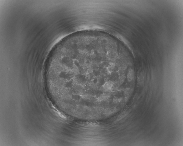 X0000078310975200611172210