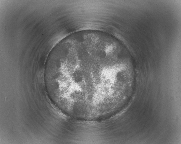 X0000078311121200611172208