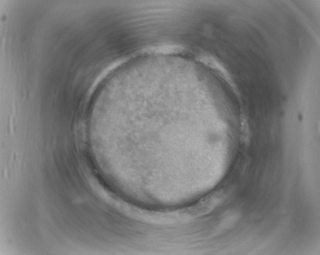 X0000078310012200611251545