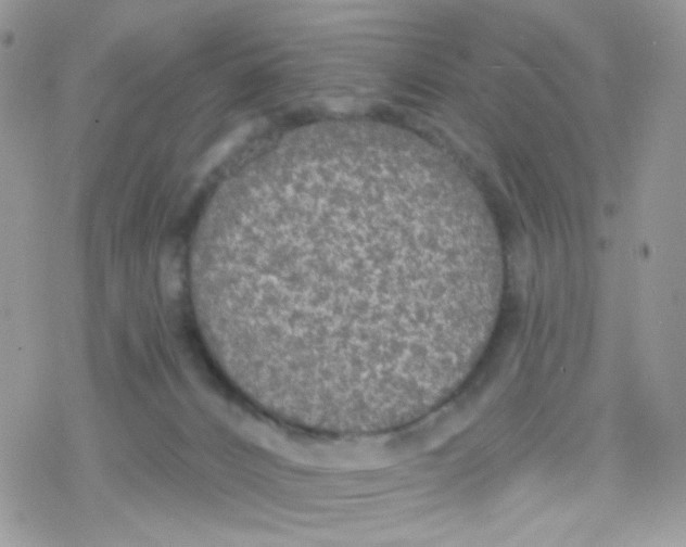 X0000078310032200611251544