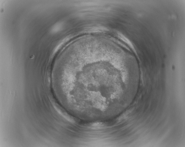 X0000078310059200611251543