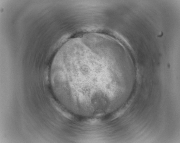 X0000078310065200611251544