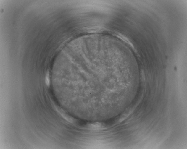 X0000078310069200611251544