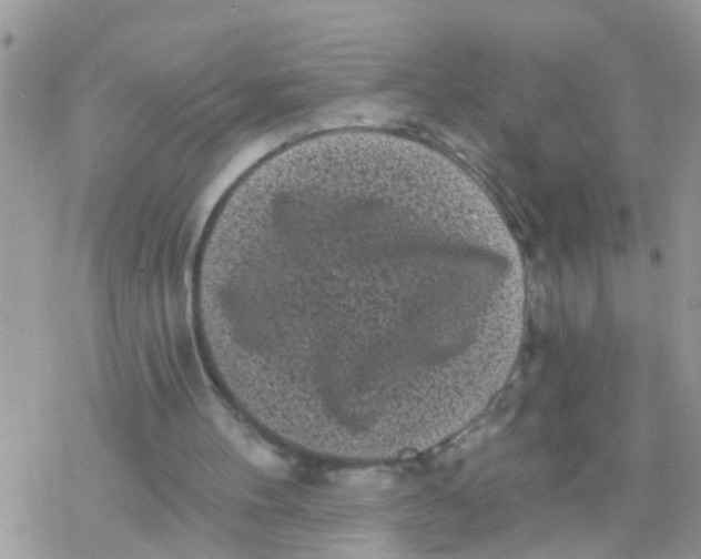 X0000078310100200611251543