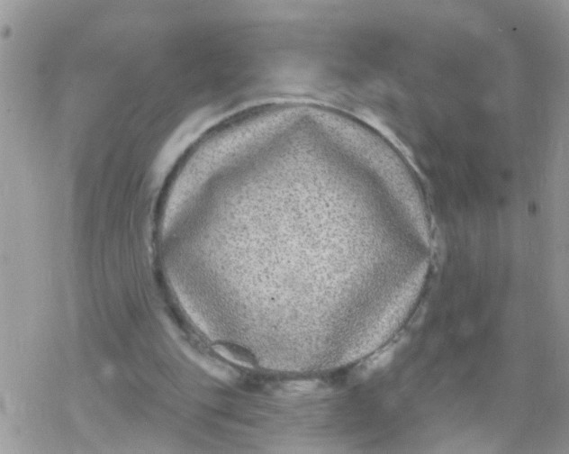 X0000078310151200611251542