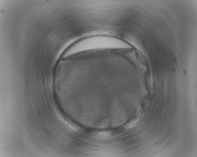 X0000078310156200611251542