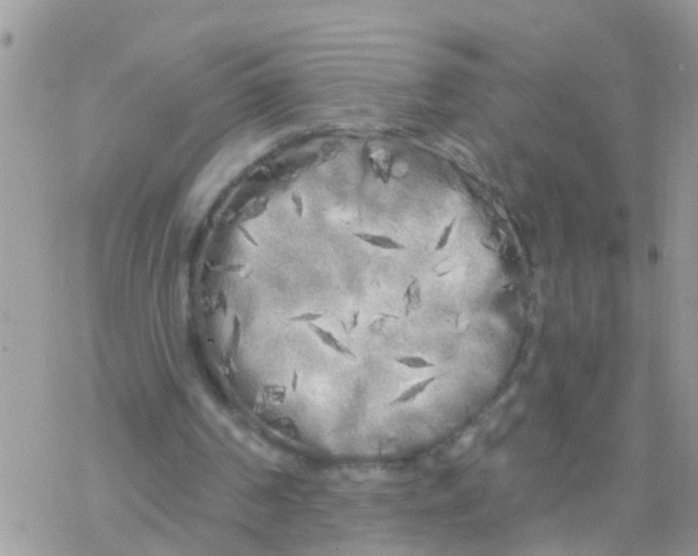 X0000078310194200611251542