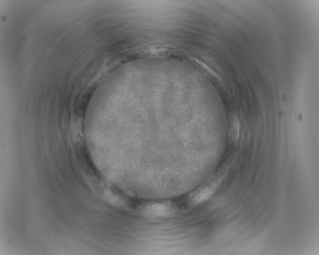 X0000078310236200611251541