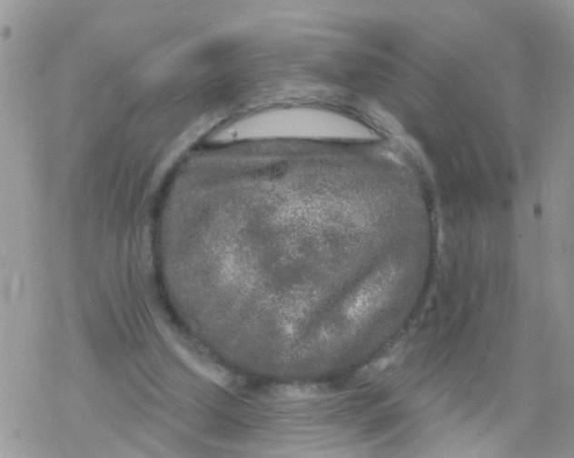 X0000078310250200611251540