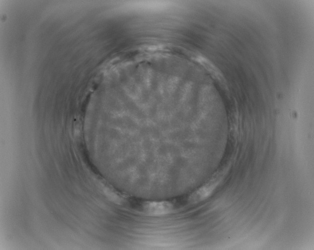 X0000078310277200611251541