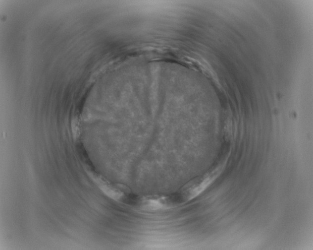 X0000078310285200611251541