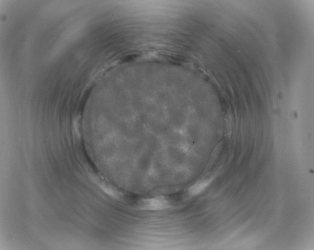 X0000078310286200611251541