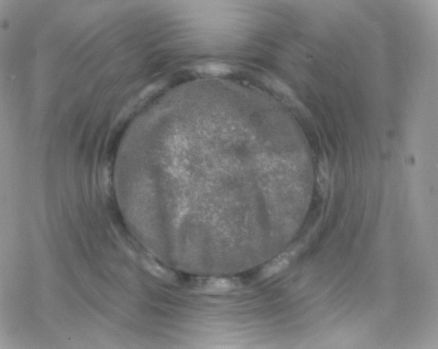 X0000078310330200611251540