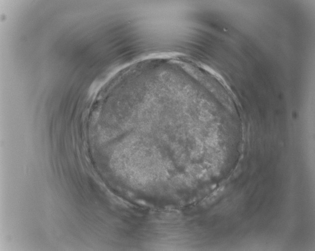 X0000078310337200611251539