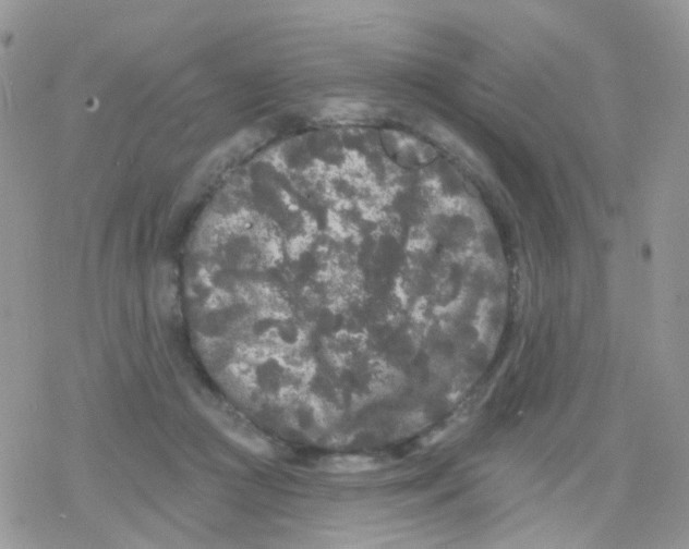 X0000078310361200611251539