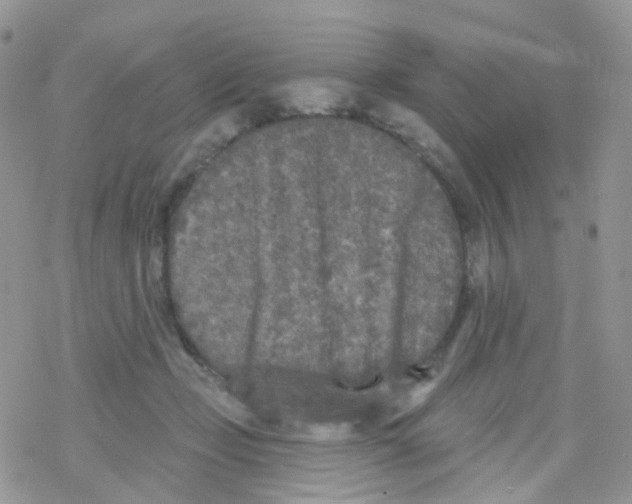 X0000078310365200611251539