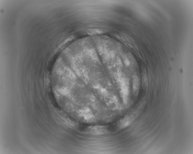 X0000078310367200611251539