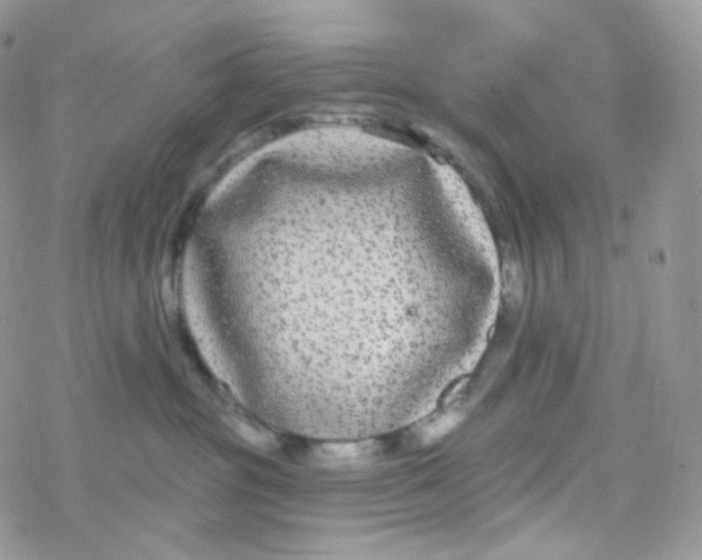 X0000078310381200611251539