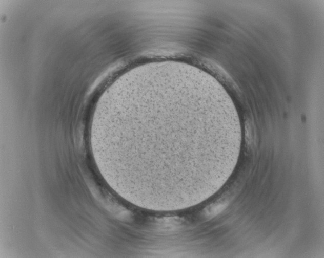 X0000078310396200611251538