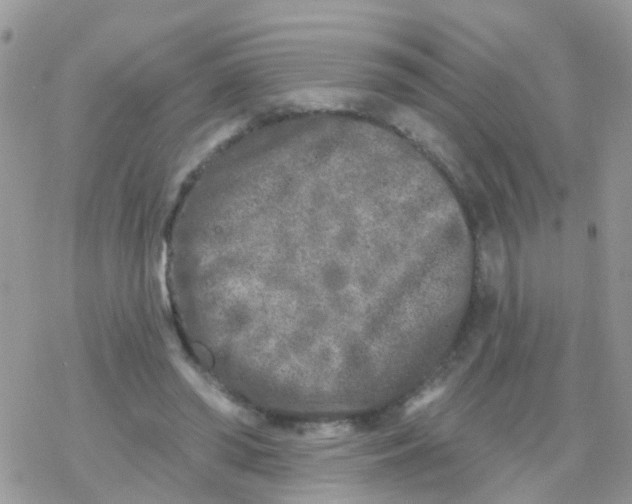 X0000078310398200611251538