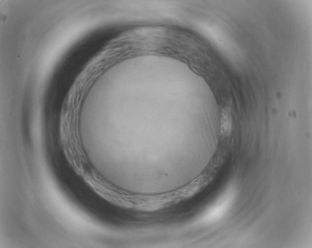 X0000078310431200611251538