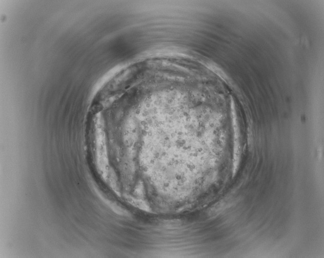 X0000078310438200611251537