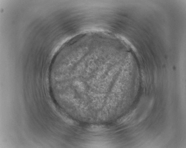 X0000078310487200611251537