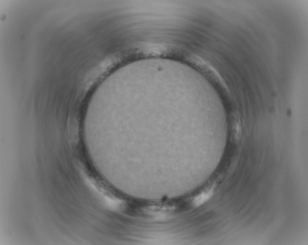 X0000078310496200611251537