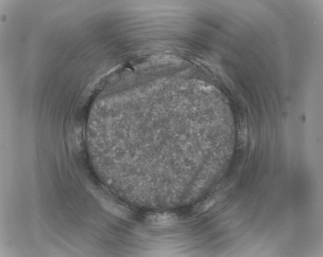 X0000078310503200611251537