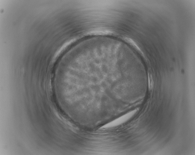 X0000078310531200611251536