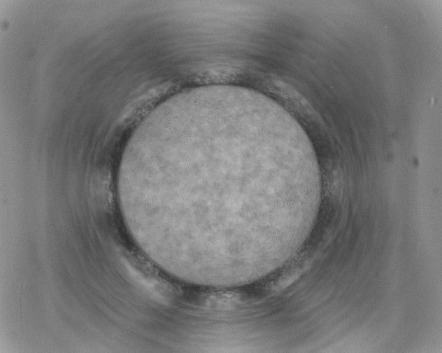 X0000078310599200611251535