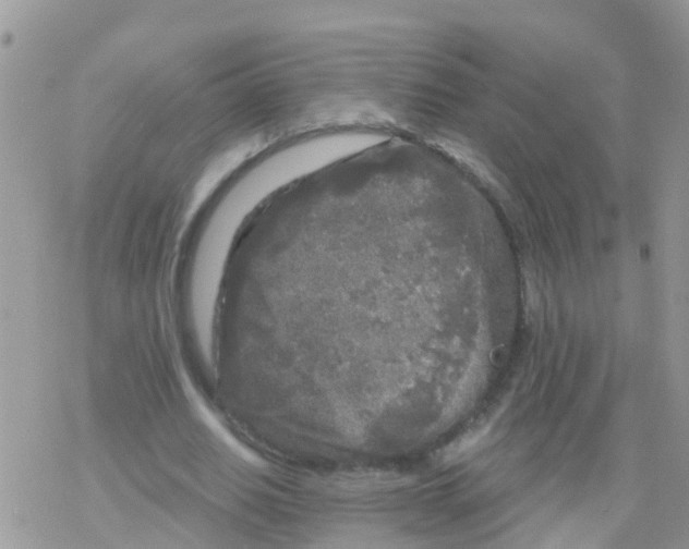 X0000078310630200611251534