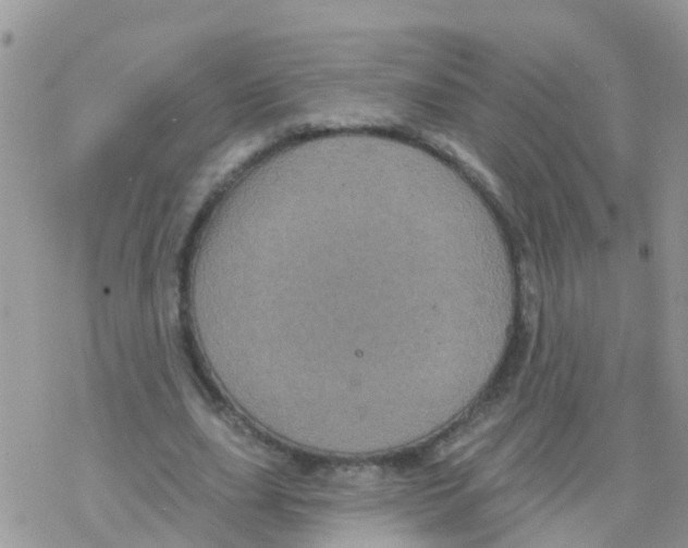 X0000078310631200611251534