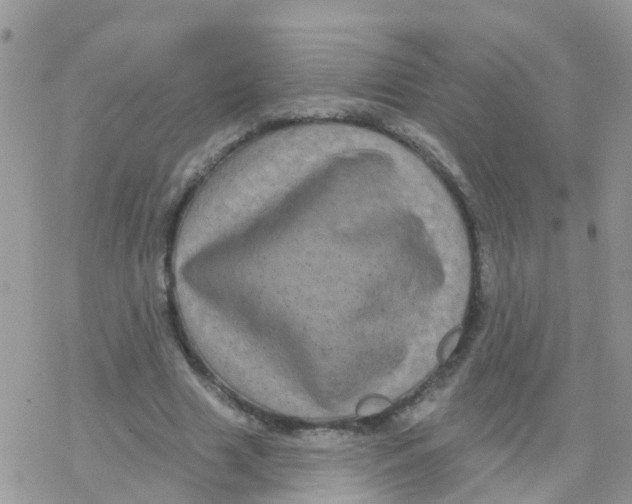 X0000078310633200611251534