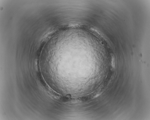 X0000078310696200611251534