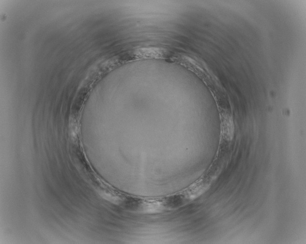 X0000078310701200611251534